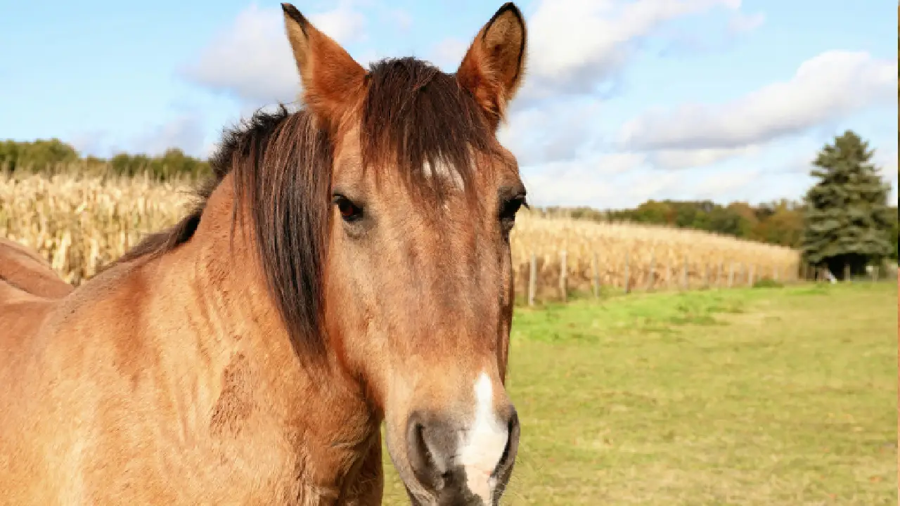 Катание на лошадях